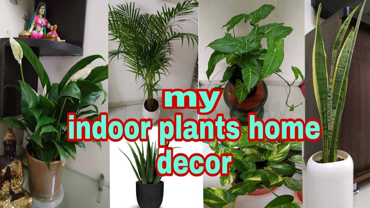 Greeny home decor tips: शुरुआती के लिए houseplants