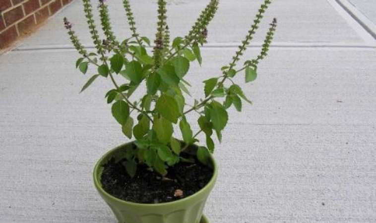 Astro Gyan: अच्छी किस्मत लाने के लिए घर पर जरूर लगाएं ये 3 पौधे
