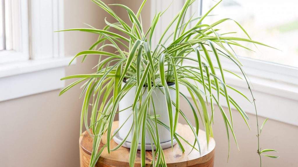 Astro Gyan: अच्छी किस्मत लाने के लिए घर पर जरूर लगाएं ये 3 पौधे