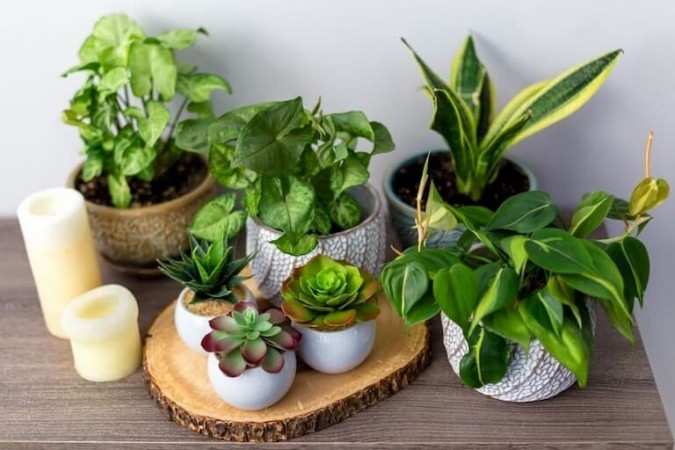 Greeny home decor tips: शुरुआती के लिए houseplants