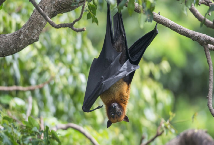 Bats Hang Upside Down: क्यों हमेशा उलटे ही लटकते हैं चमकादड़, जानें कारण