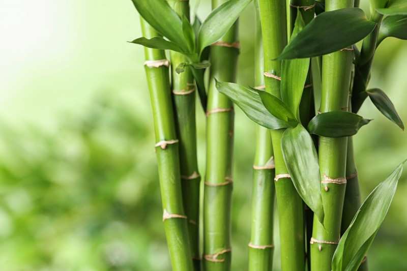 Bamboo: अपने घर की सजावट में बांस को शामिल करने के 6 नए तरीके