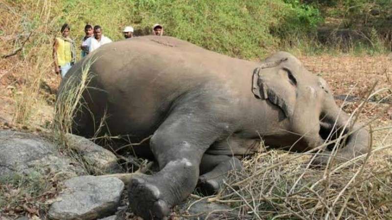 Elephant death पर असम के सीएम हिमंत बिस्वा ने जताई चिंता