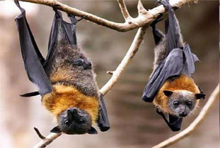 Bats Hang Upside Down: क्यों हमेशा उलटे ही लटकते हैं चमकादड़, जानें कारण