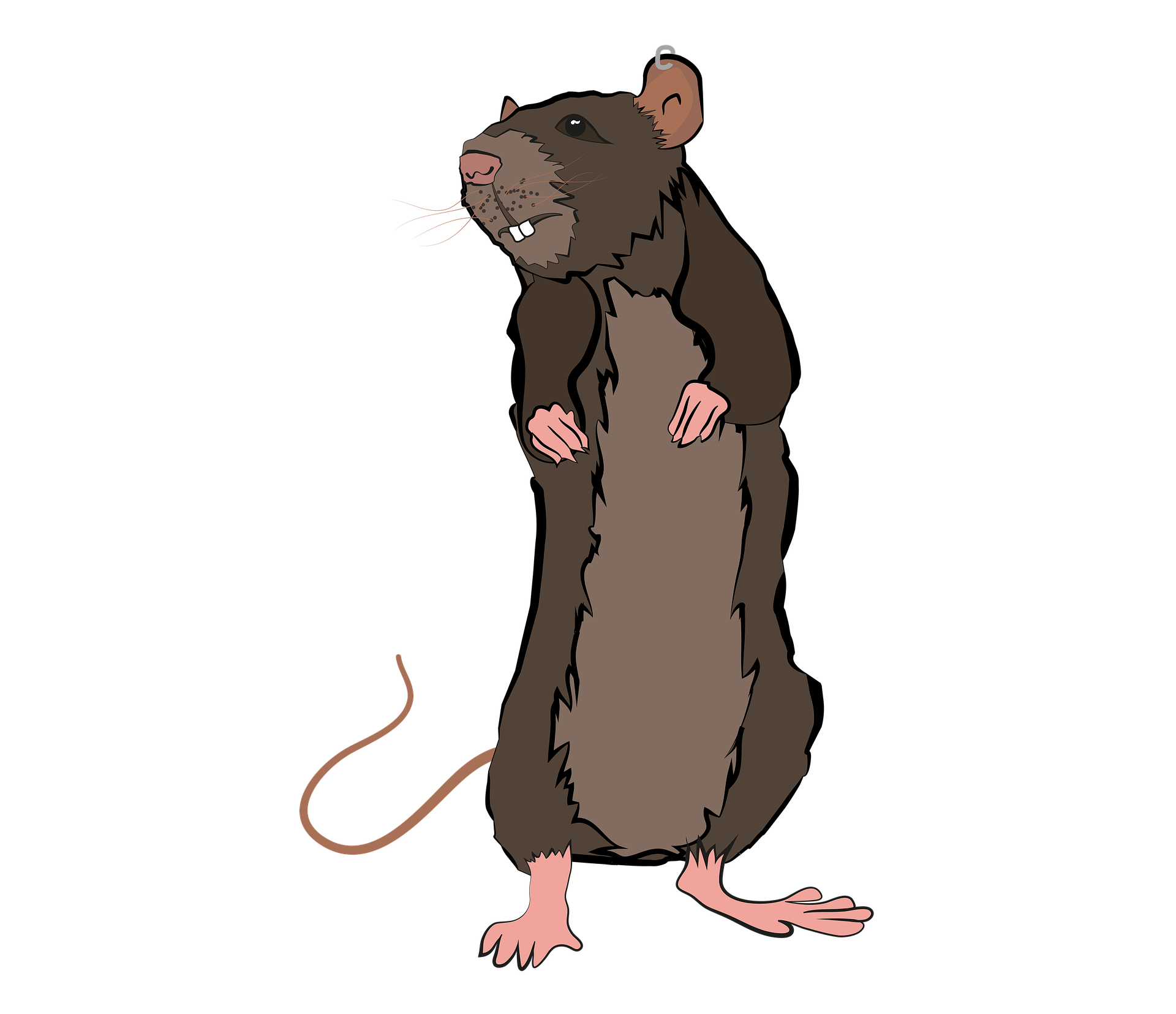 big rat