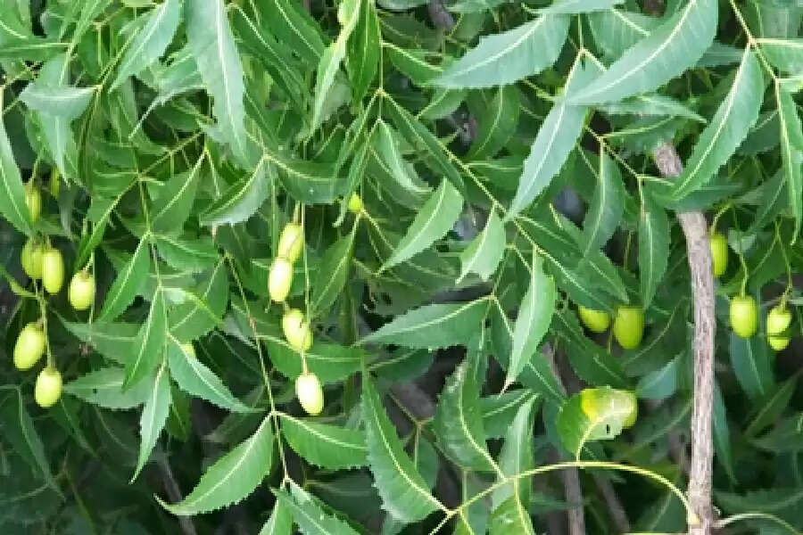 aa