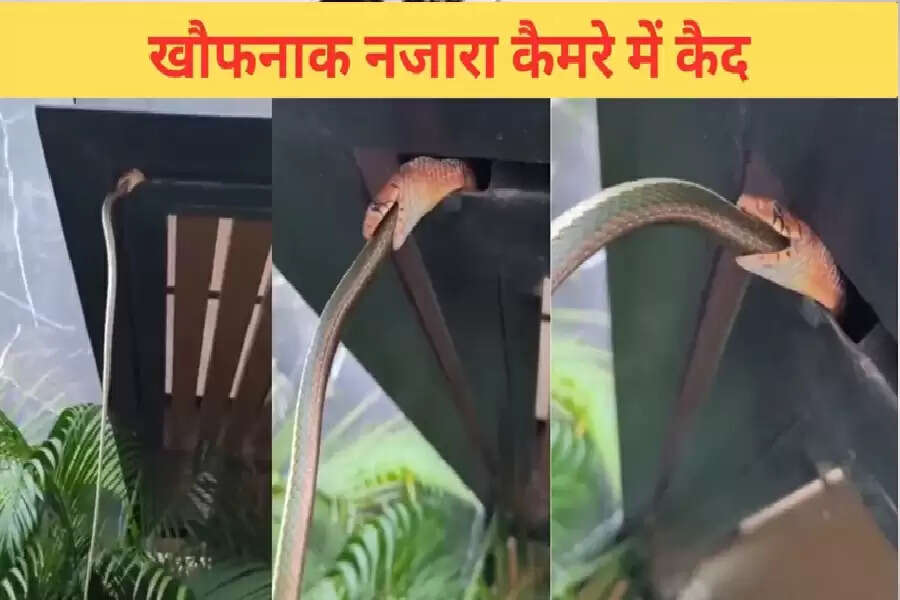 SS