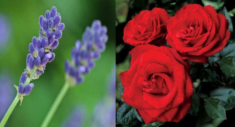 Good Health Care Tips: इन फूलों के सेवन से हो सकती है कई बीमारियों का इलाज