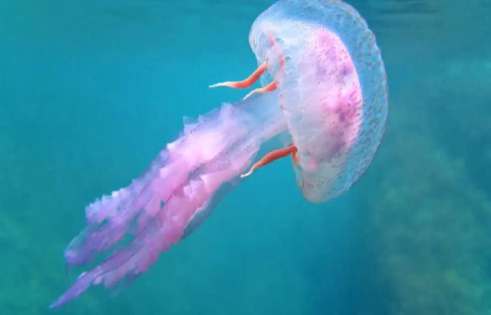 F