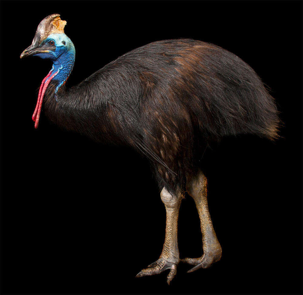 cassowary bird