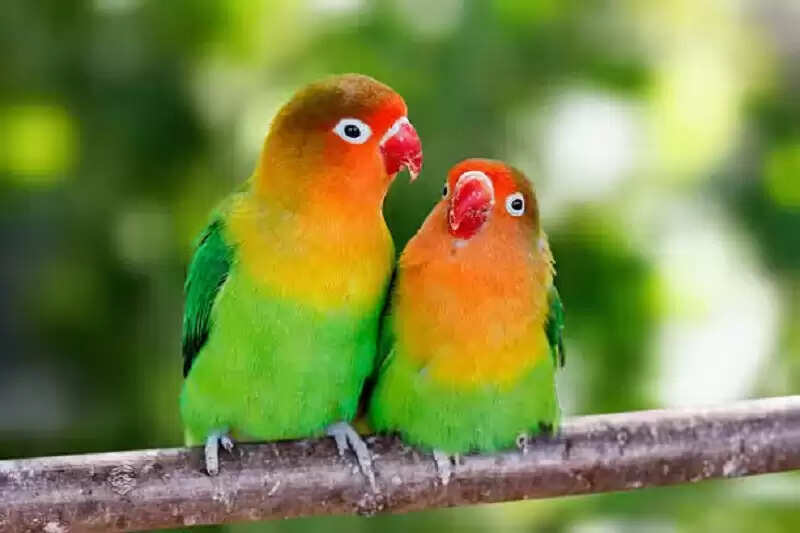 aaa